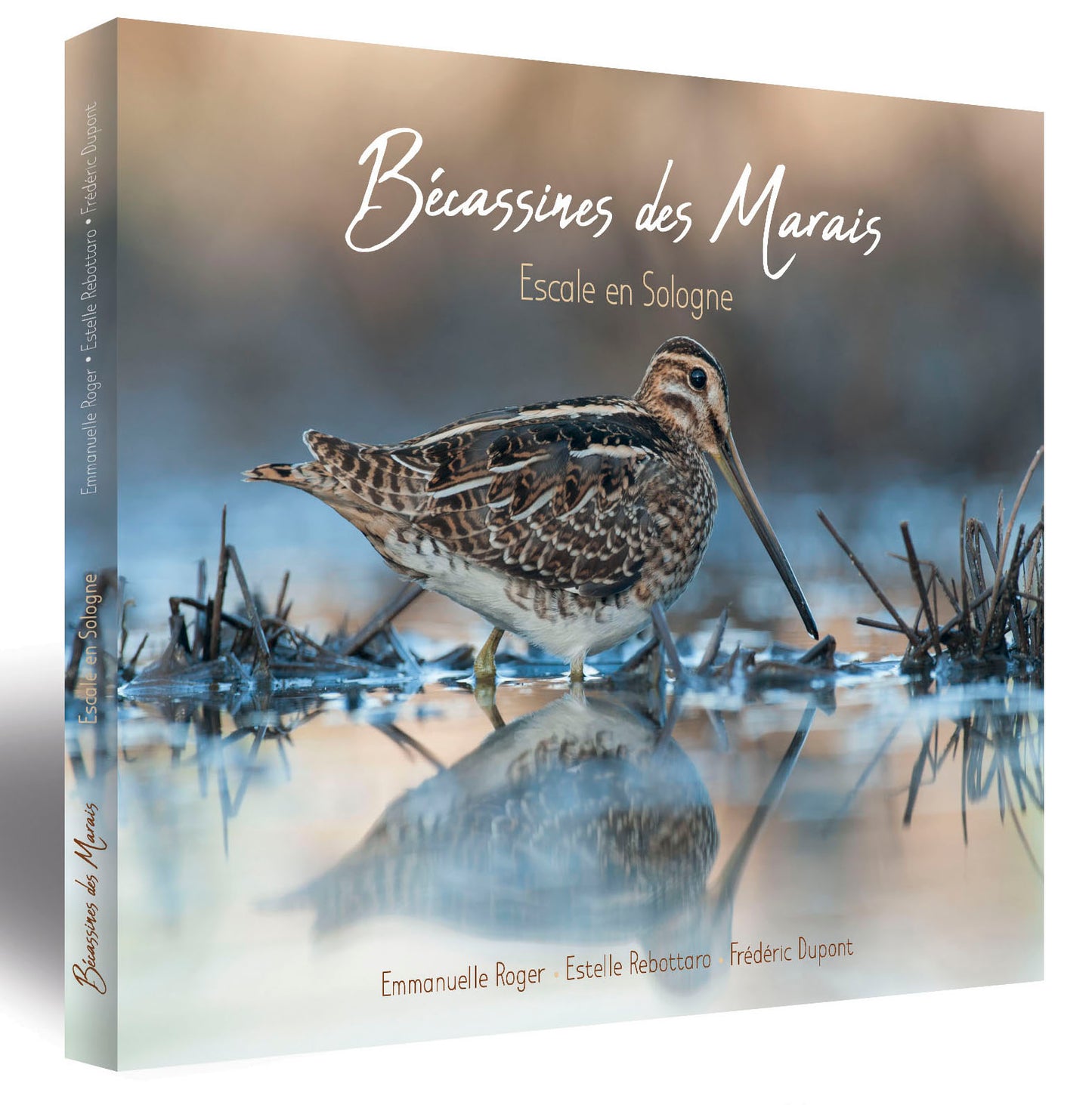 Bécassines des marais, escale en Sologne