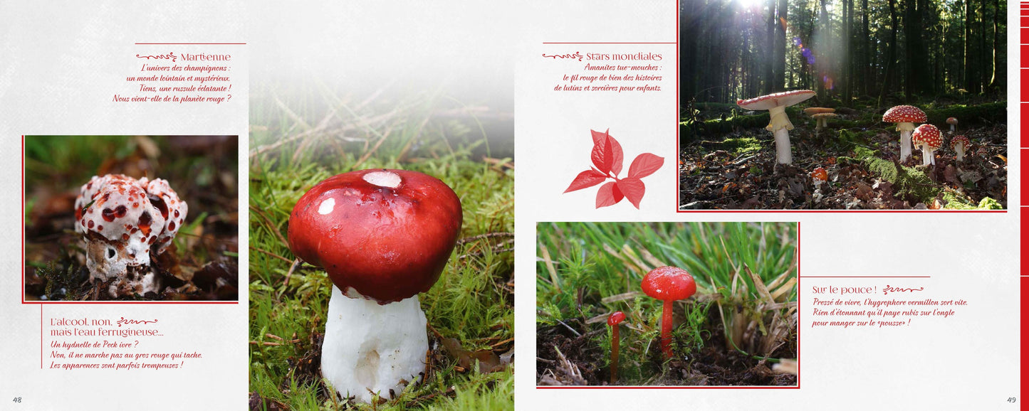 Mycolor (dans la peau d'un champignon)