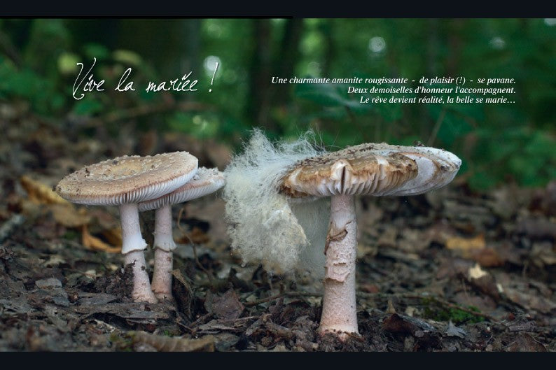 La Vie rêvée des Champignons