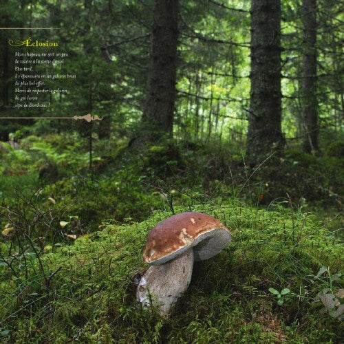 Le Roi Cèpe (confidences d'un champignon)