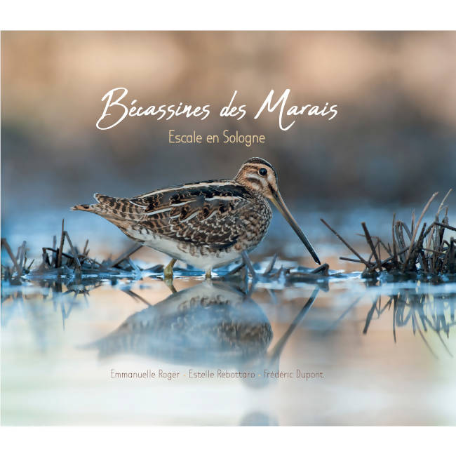 Bécassines des marais, escale en Sologne