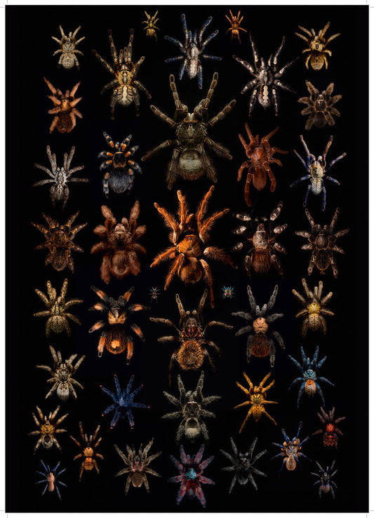 POSTER PROSPERITÉ TOME III MYGALOMORPH VOL.1