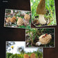 Secrets de Cueillettes (à chaque mois son champignon)
